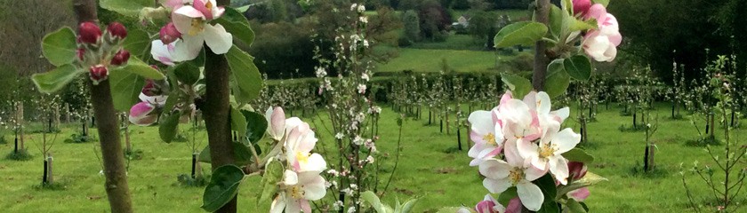 Apple-Orchard