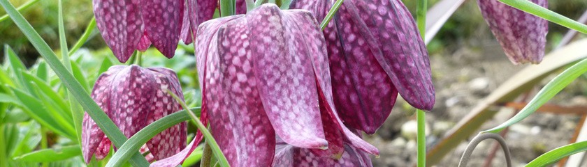 Helebores