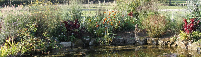 Lily Pond